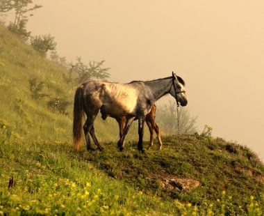 güzel at