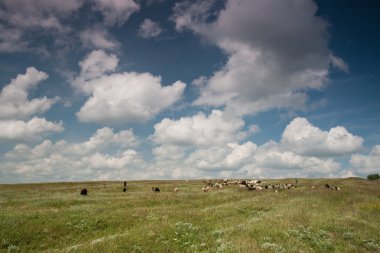 koyunları