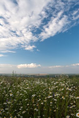 Camomiles