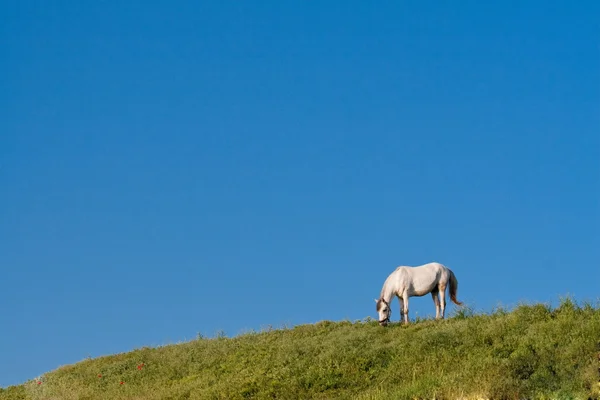 아름 다운 말 — 스톡 사진