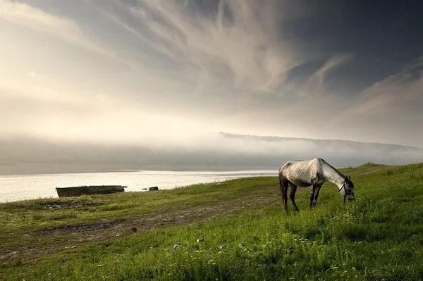 美しい馬 — ストック写真