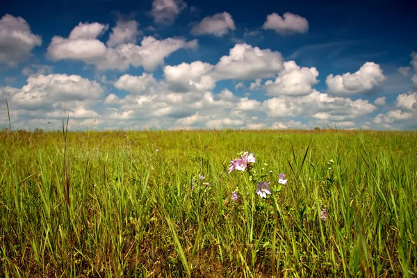 stock image Landscape