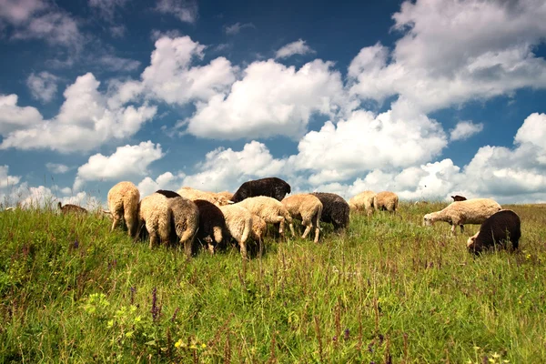 stock image Sheeps