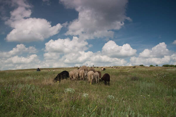 A flock of sheep grazing on field