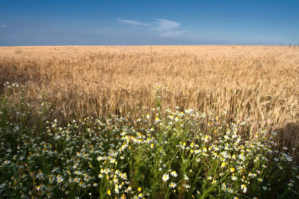 stock image Wheat field