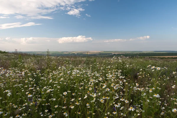 stock image Camomiles