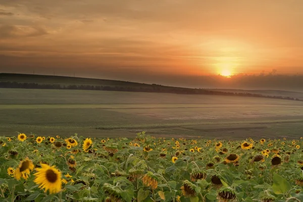 Sunflover — ストック写真