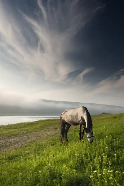 Piękny koń Obraz Stockowy