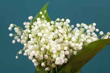 Convallaria