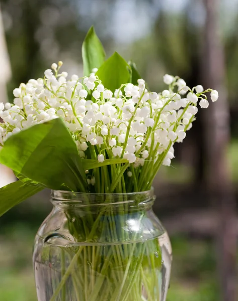 Stock image Convallaria