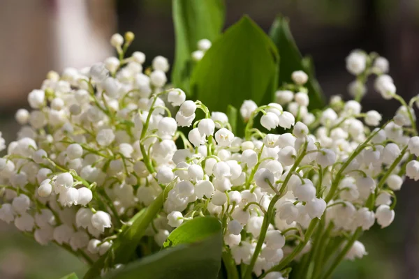 stock image Convallaria