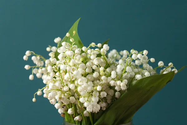 Stock image Convallaria