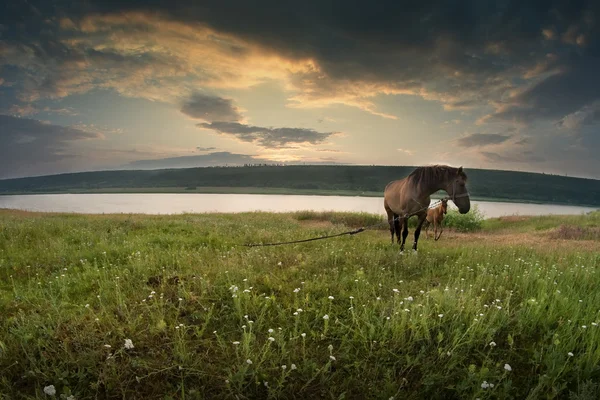 Лошадь, пейзаж — стоковое фото
