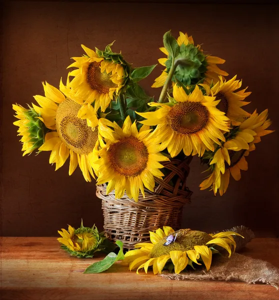 Sunflover — стокове фото