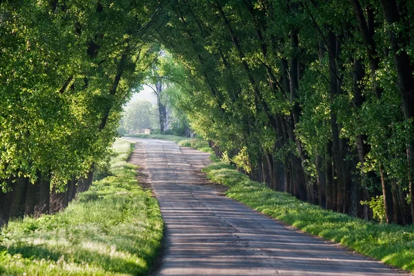 stock image The road