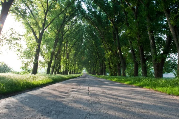 stock image The road