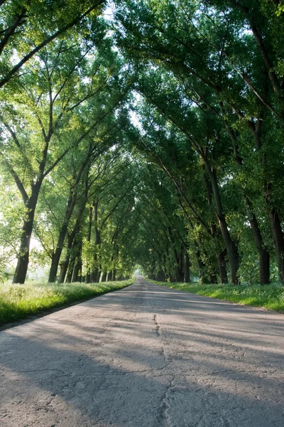 stock image The road