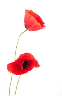 Poppy flower clipart