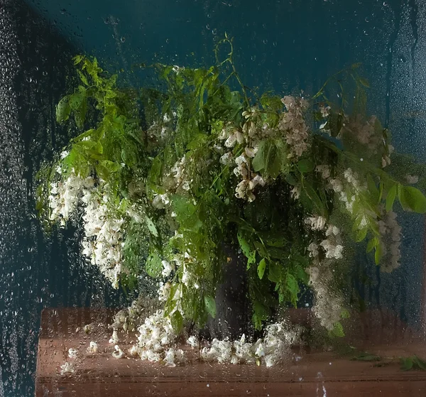 罂粟花 — 图库照片