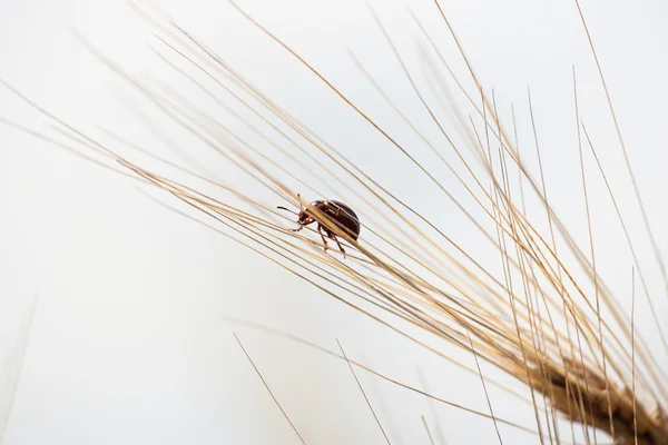 stock image Wheat ears