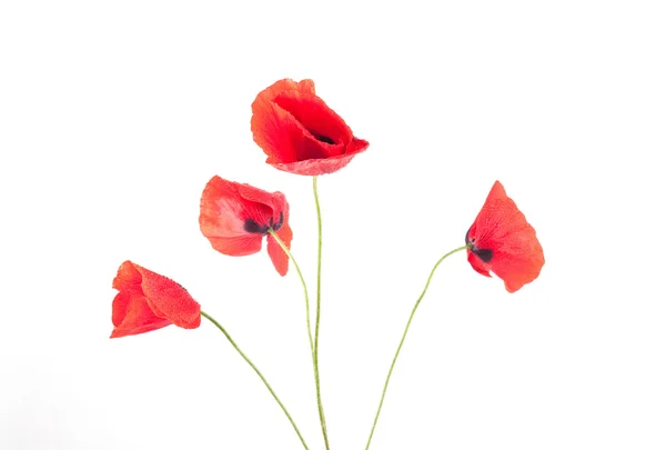 Poppy flowers — Stock Photo, Image
