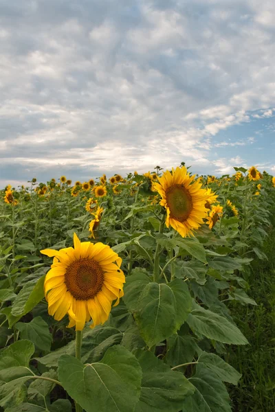 Stock image Sunflower