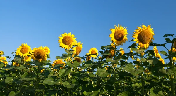 Stock image Sunflower