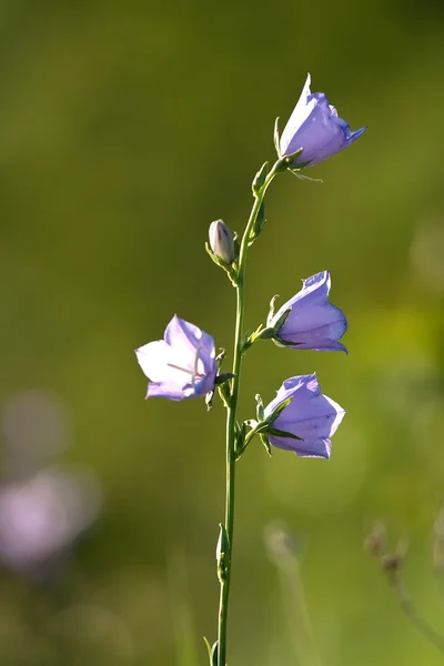 Dzikie kwiaty — Zdjęcie stockowe