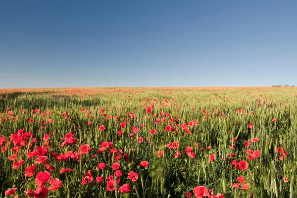 stock image Poppies and wheat