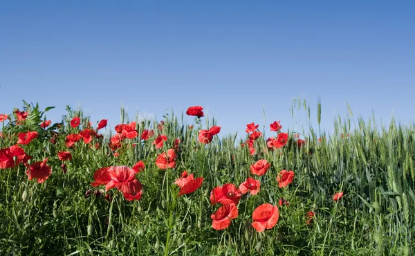 stock image Poppies and wheat