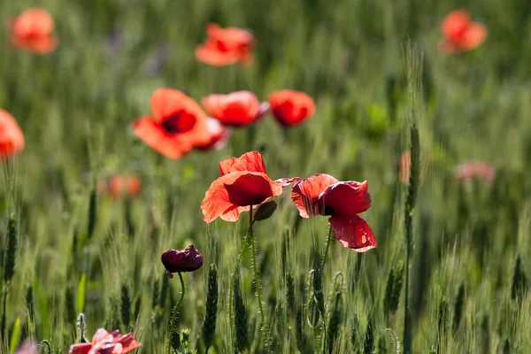 Poppies and wheat — Stock Photo, Image