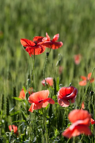 Poppies and wheat — Stock Photo, Image