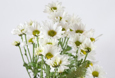 Chrysantemum