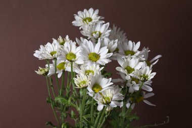 Chrysantemum