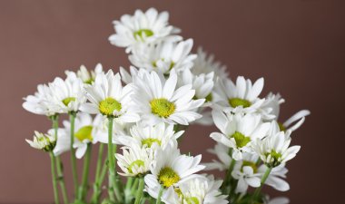 Chrysantemum