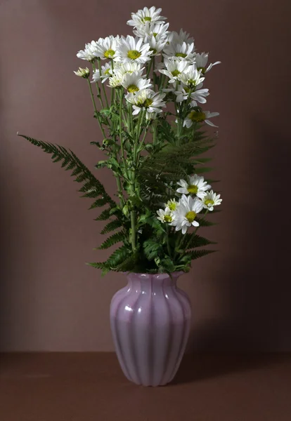 Chrysantemum — Stock Photo, Image