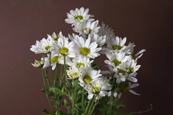 stock image Chrysantemum