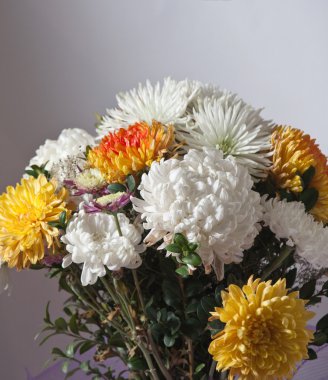 Chrysantemum