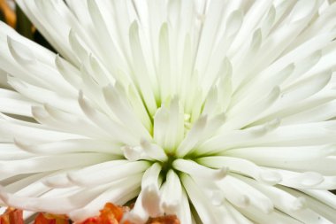 Chrysantemum