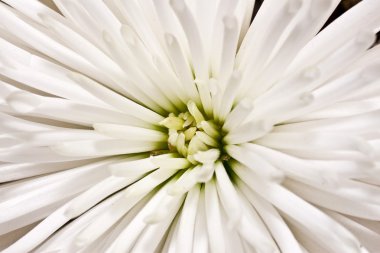 Chrysantemum