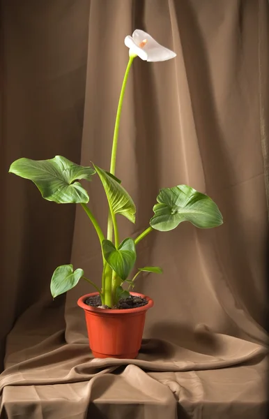 stock image Calla flower