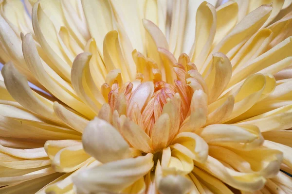 Chrysantemum — 스톡 사진