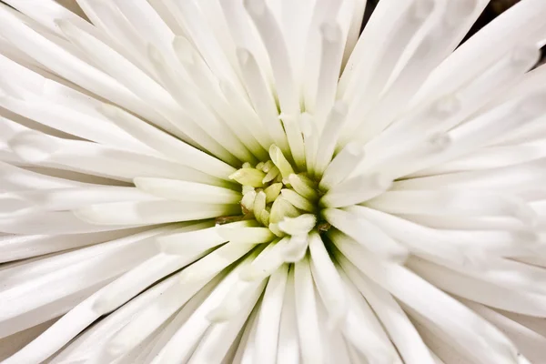 Chrysantemum — 스톡 사진