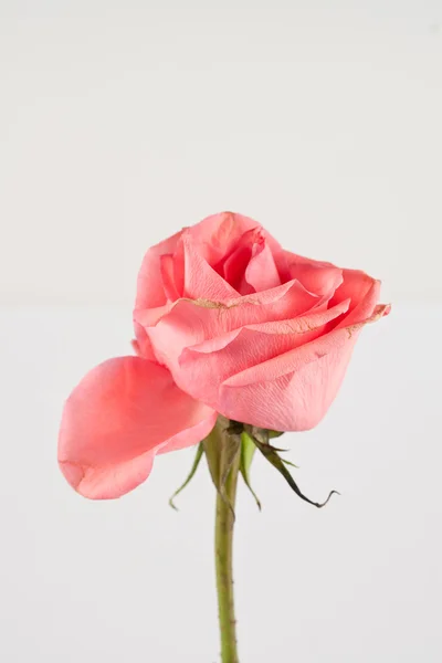 Rosess — Stockfoto