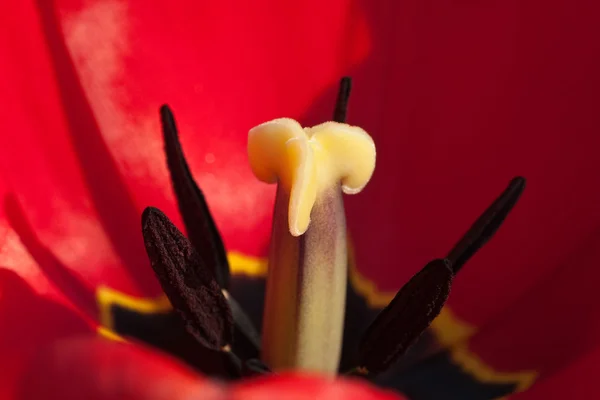 Tulipan zbliżenie — Zdjęcie stockowe