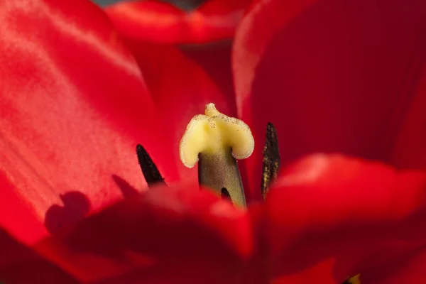 Cleseup tulipa — Fotografia de Stock
