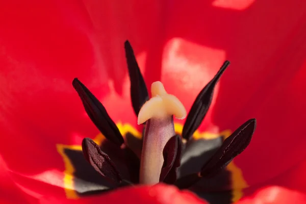 Tulipan cleseup — Zdjęcie stockowe