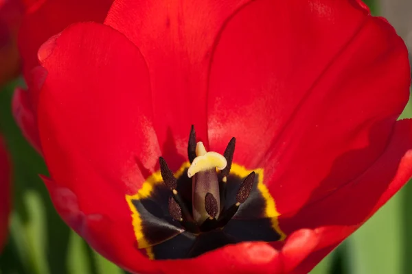 Tulipano cleseup — Foto Stock