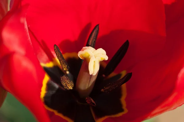 Tulip cleseup — Stockfoto