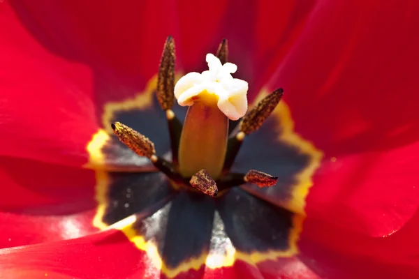 Tulip cleseup — Stockfoto